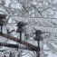 Гулькевичский район филиала ОАО «Кубаньэнерго» Армавирские электрические сети, февраль 2011 г. (3)